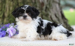 Shih Tzu dogs for sale: Cookie - Image 2