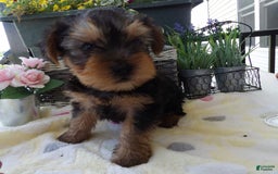 Yorkshire Terrier dogs for sale: Yorkshire Terrier 3 puppies - Image 4