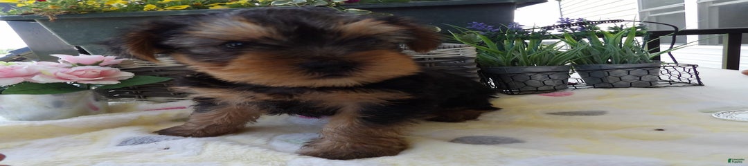 Roscoe