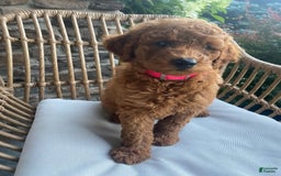 Mini Goldendoodle dogs for sale: Lily - Image 2