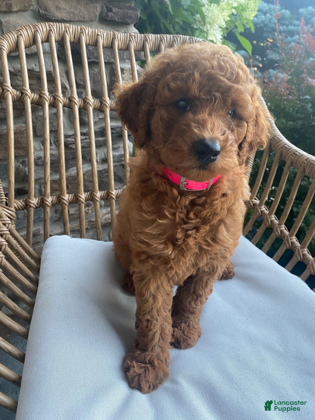 Mini Goldendoodle dogs for sale: Lily - Image 2