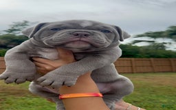American Bully dogs for sale: Exotic Bullies - Image 2