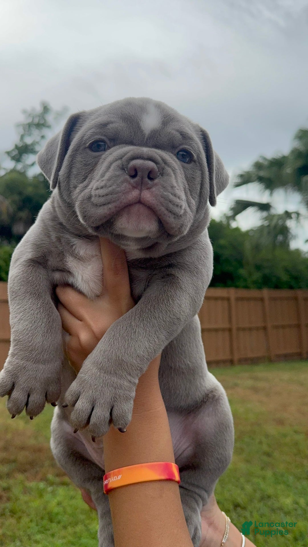 American Bully dogs for sale: Exotic Bullies - Image 2
