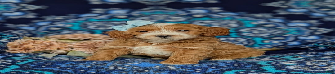 Cassie Hypoallergenic