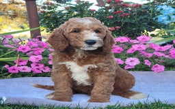 Goldendoodle dogs for sale: Royal - Image 9