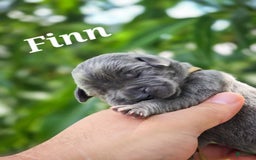 Great Dane dogs for sale: Finn - Image 2