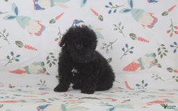 Toy Poodle dogs for sale: Bennet - Image 2