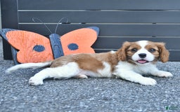 Cavalier King Charles Spaniel dogs for sale: Tyler - Image 4
