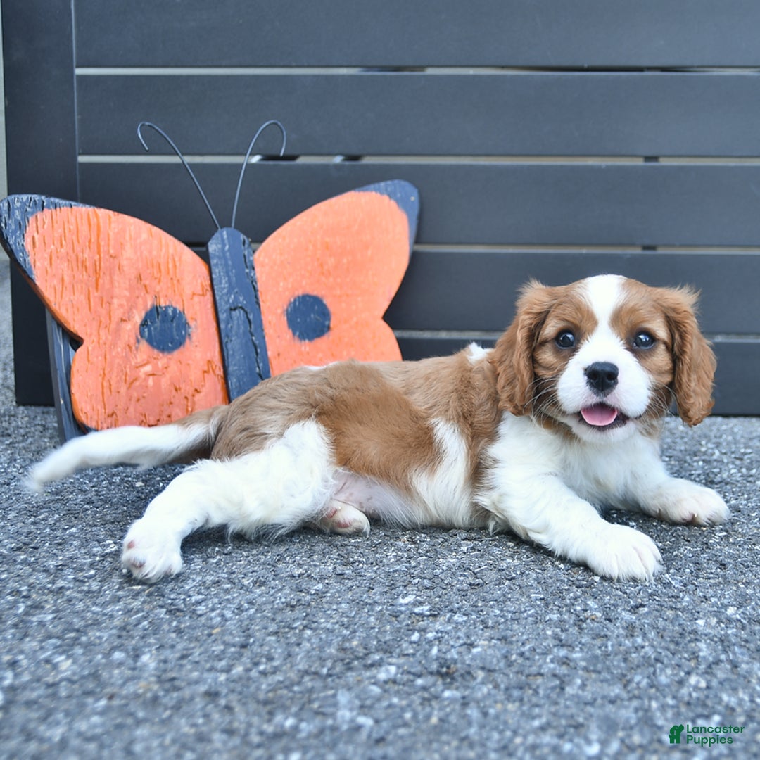 Cavalier King Charles Spaniel dogs for sale: Tyler - Image 4