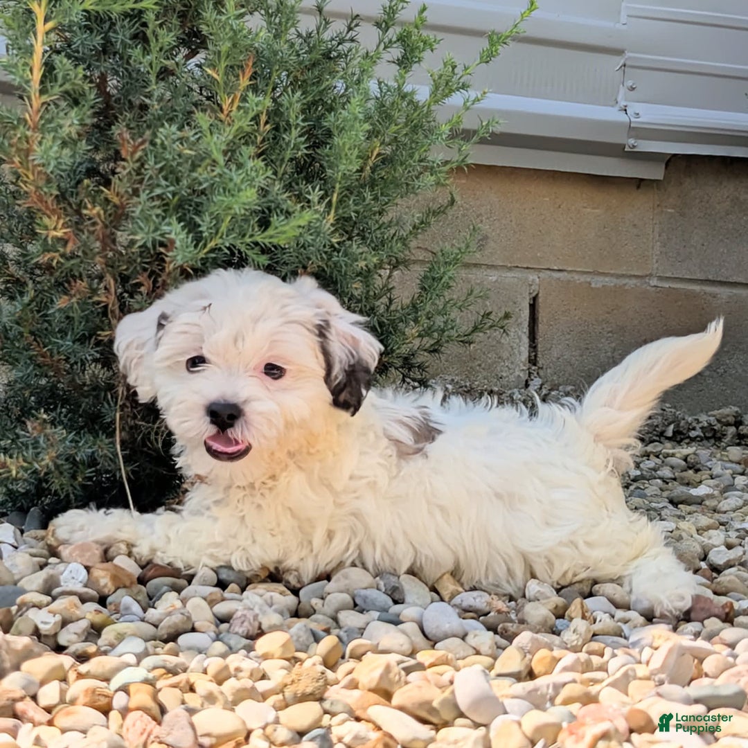 Teddy Bear dogs for sale: Cotton - Image 8