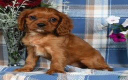 Cavalier King Charles Spaniel dogs for sale: Abby - Image 1