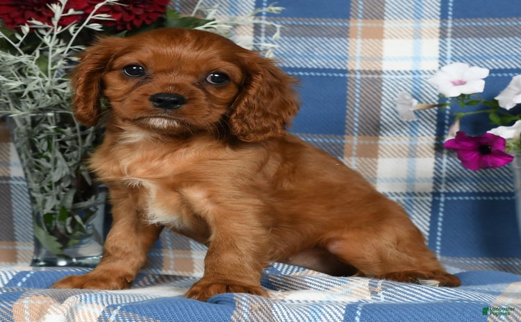 Cavalier King Charles Spaniel dogs for sale - Ad 1