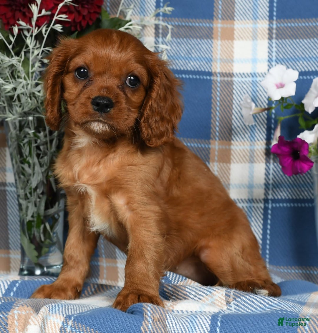 Cavalier King Charles Spaniel dogs for sale: Abby - Image 1