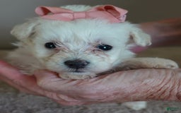 Maltipoo dogs for sale: Amara - Image 10