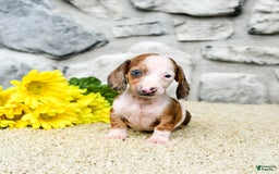 Miniature Dachshund dogs for sale: Zorro - Image 1