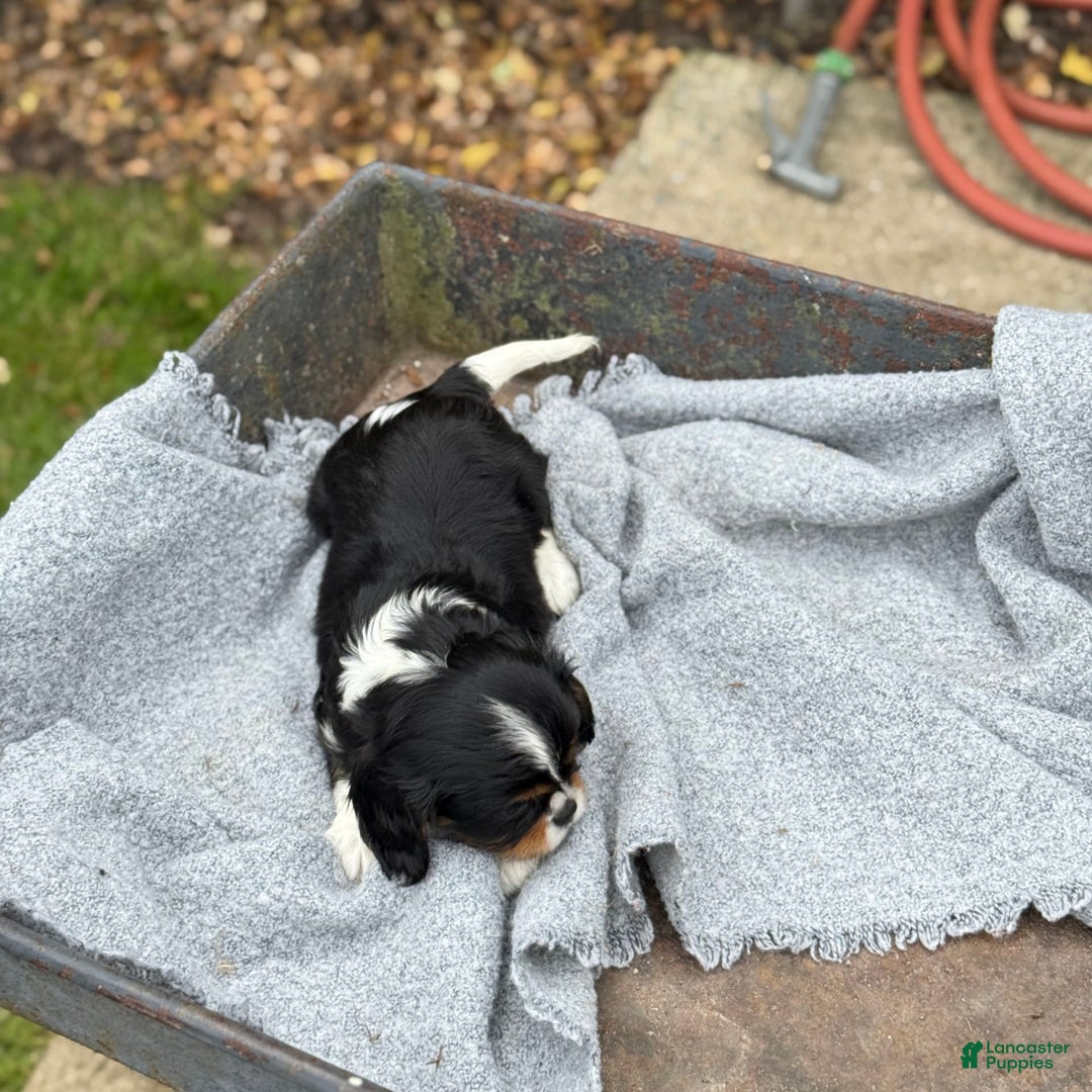 Cavalier King Charles Spaniel dogs for sale: Conny - Image 3