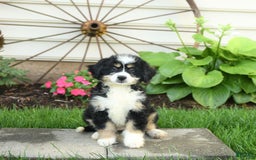 Mini Bernedoodle dogs for sale: Penny - Image 5