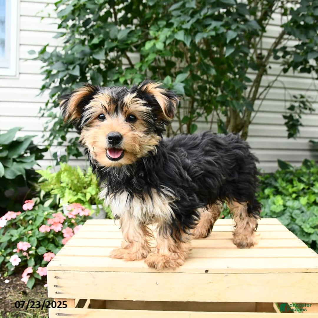 Yorkshire Terrier dogs for sale: Barkley - Image 16