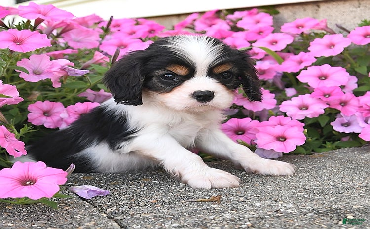 Cavalier King Charles Spaniel dogs for sale - Ad 3