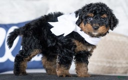Mini Goldendoodle dogs for sale: Winnie - Image 3