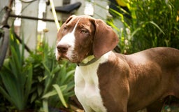 Great Dane dogs for sale: Jack - Image 12