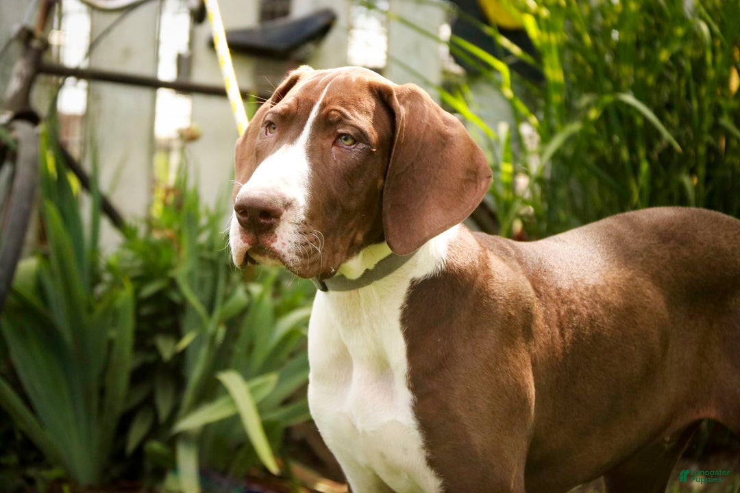 Great Dane dogs for sale: Jack - Image 12