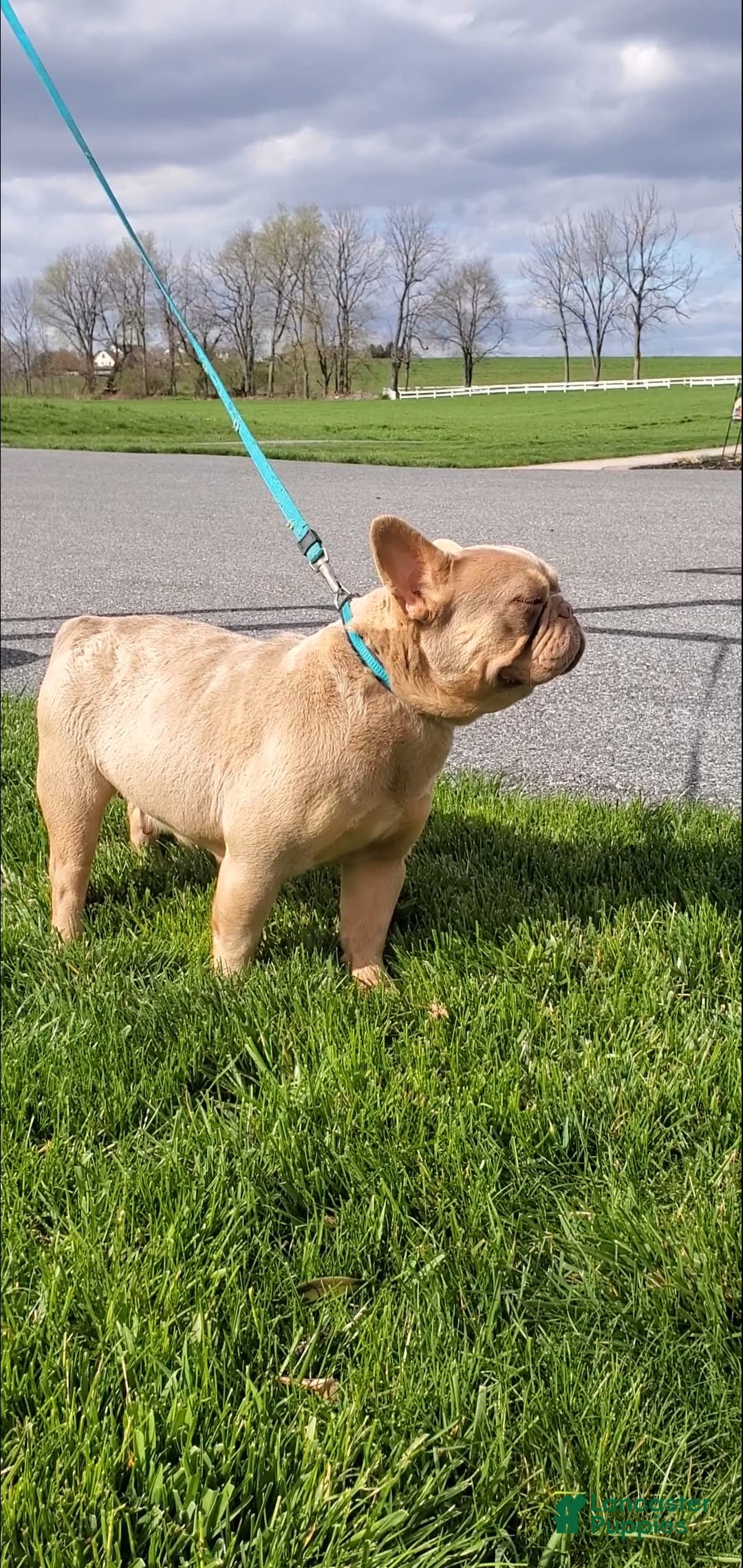 French Bulldog dogs for sale: Cassidy - Image 3