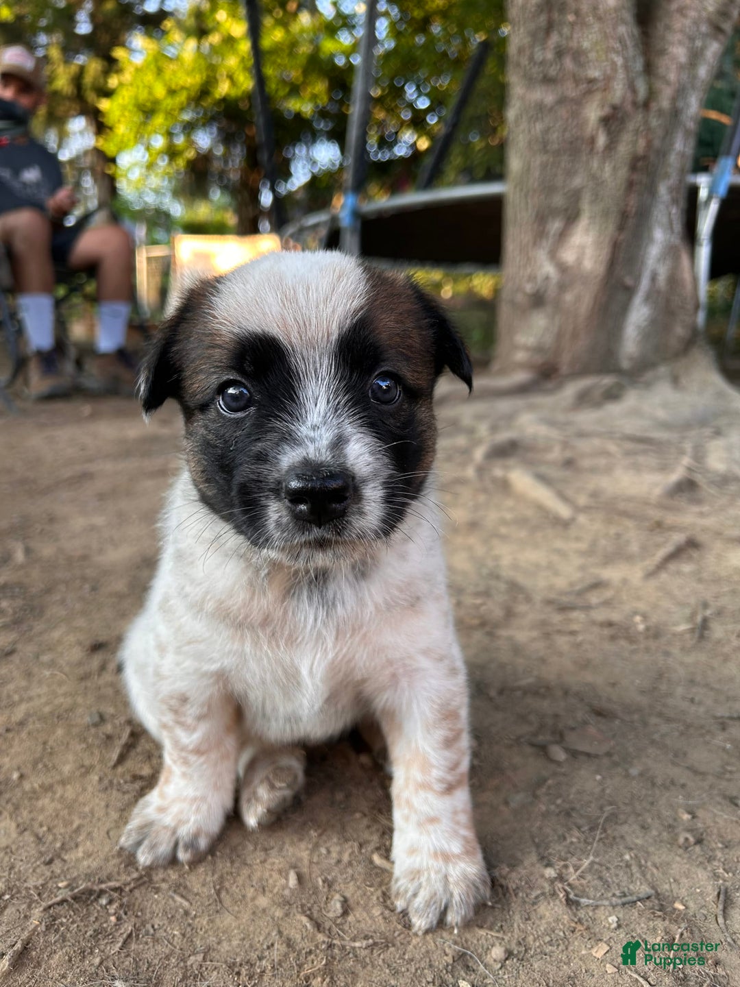 Australian Cattle Dog dogs for sale: Pj - Image 2