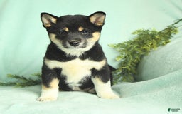 Shiba Inu dogs for sale: Unique - Image 4