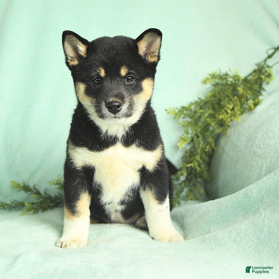Shiba Inu dogs for sale: Unique - Image 4