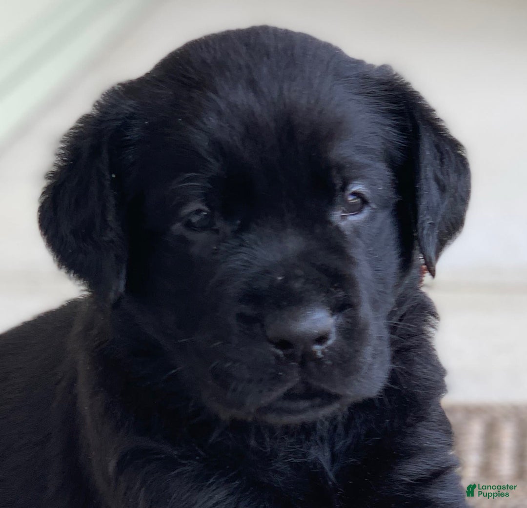 Labrador Retriever dogs for sale: Jake - Image 3