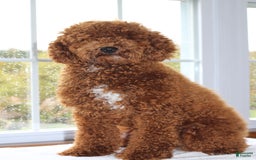 Miniature Poodle dogs for sale: Jewels - Image 6