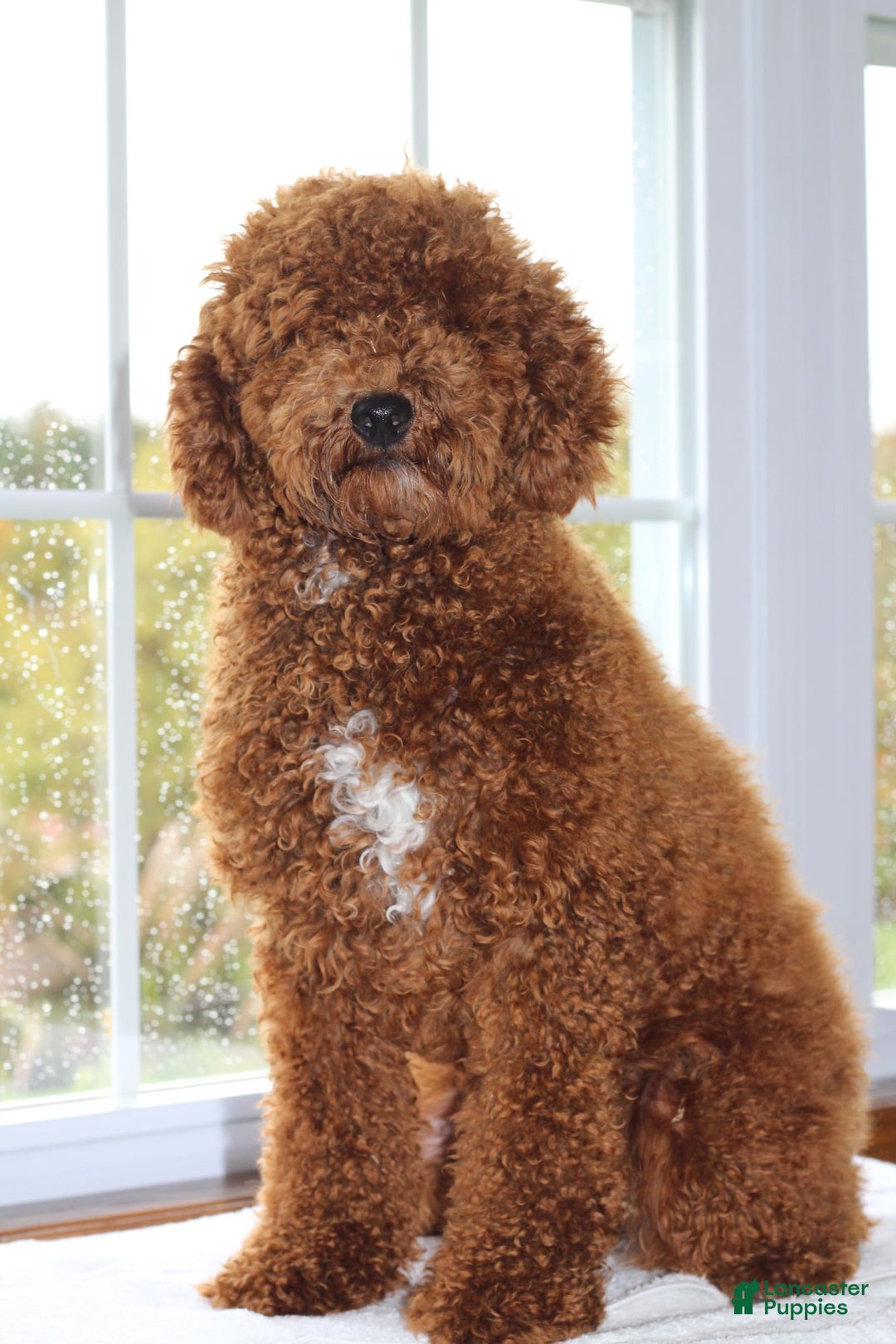 Miniature Poodle dogs for sale: Jewels - Image 6