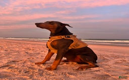 Doberman Pinscher dogs for sale: Male Puppy - Image 20