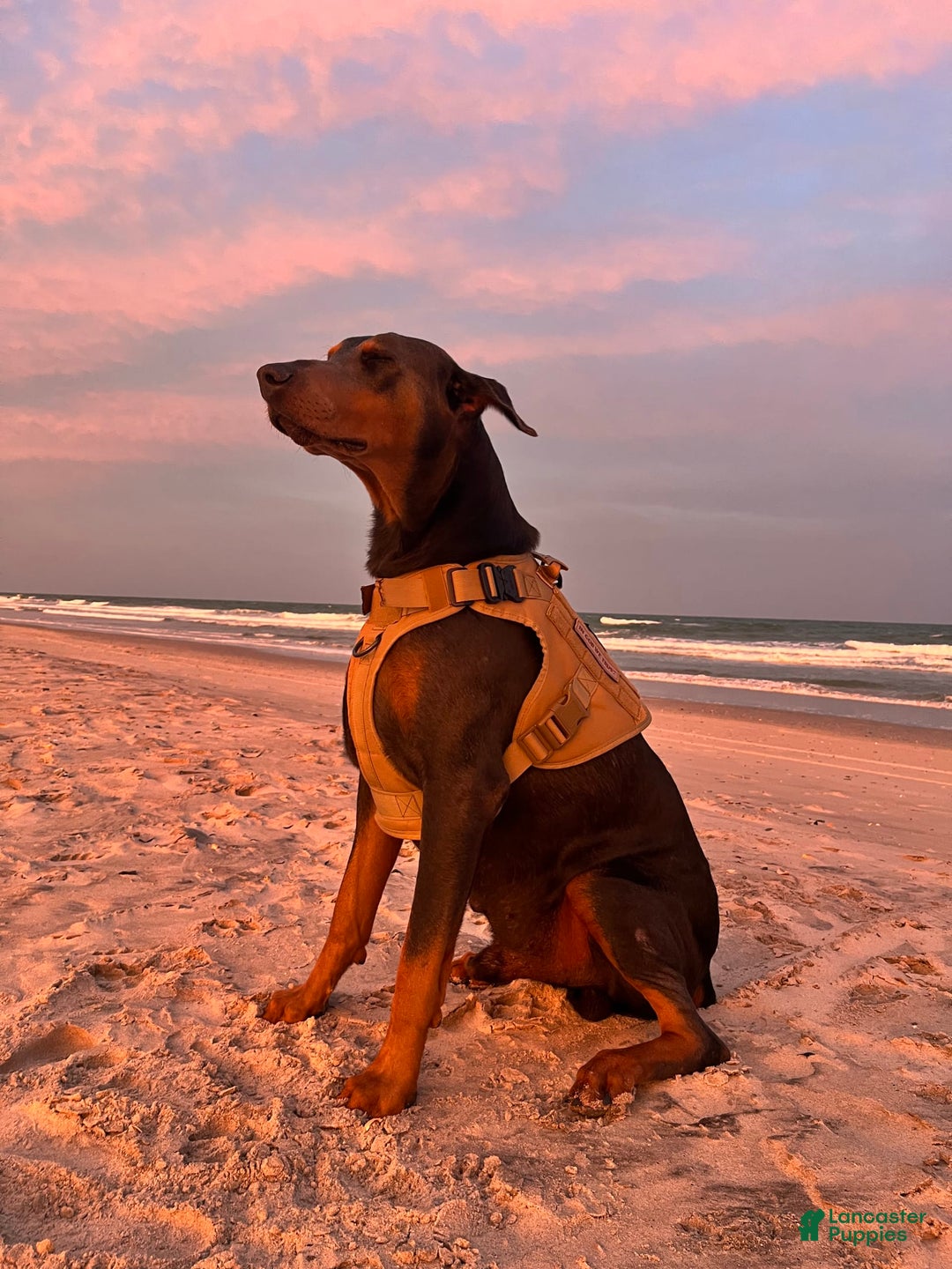 Doberman Pinscher dogs for sale: Male Puppy - Image 20