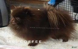 Pomeranian dogs for sale: Blue Eye - Blue Merle - Extreme Parti - Image 29