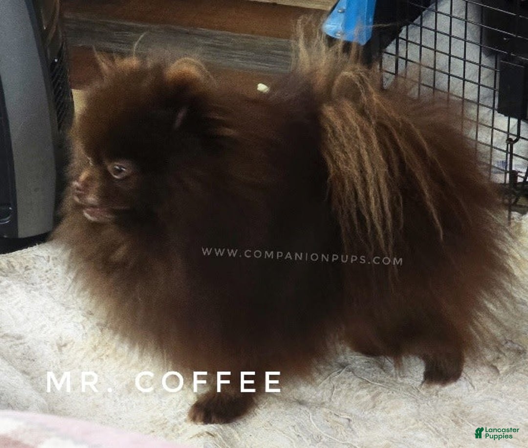 Pomeranian dogs for sale: Blue Eye - Blue Merle - Extreme Parti - Image 29