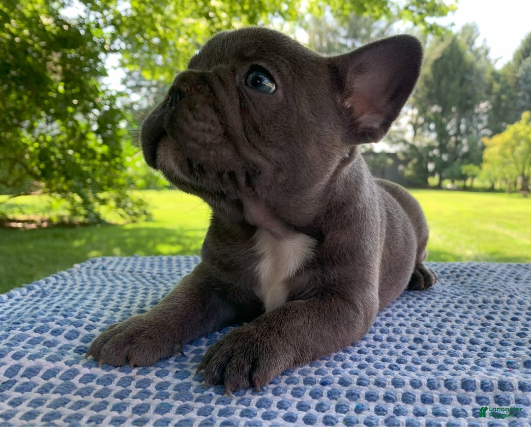French Bulldog dogs for sale: Belle - Image 3