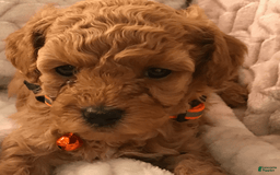 Toy Poodle dogs for sale: Teddy - Image 1
