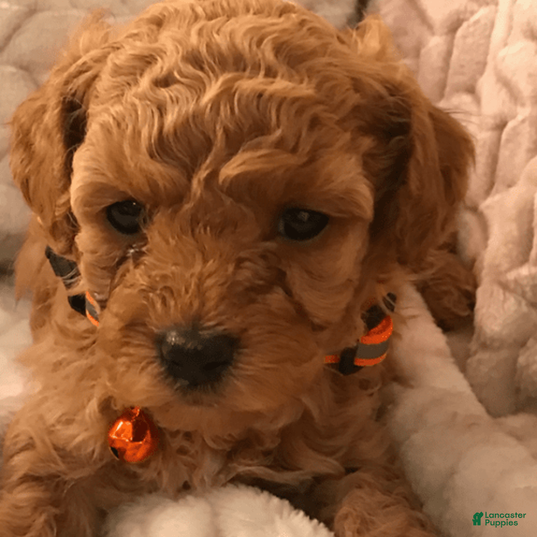Toy Poodle dogs for sale: Teddy - Image 1