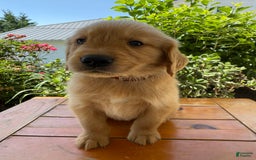Golden Retriever dogs for sale: Luke - Image 9