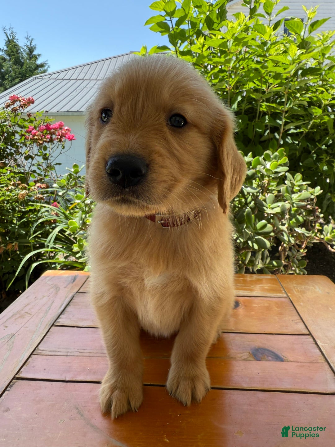 Golden Retriever dogs for sale: Luke - Image 9