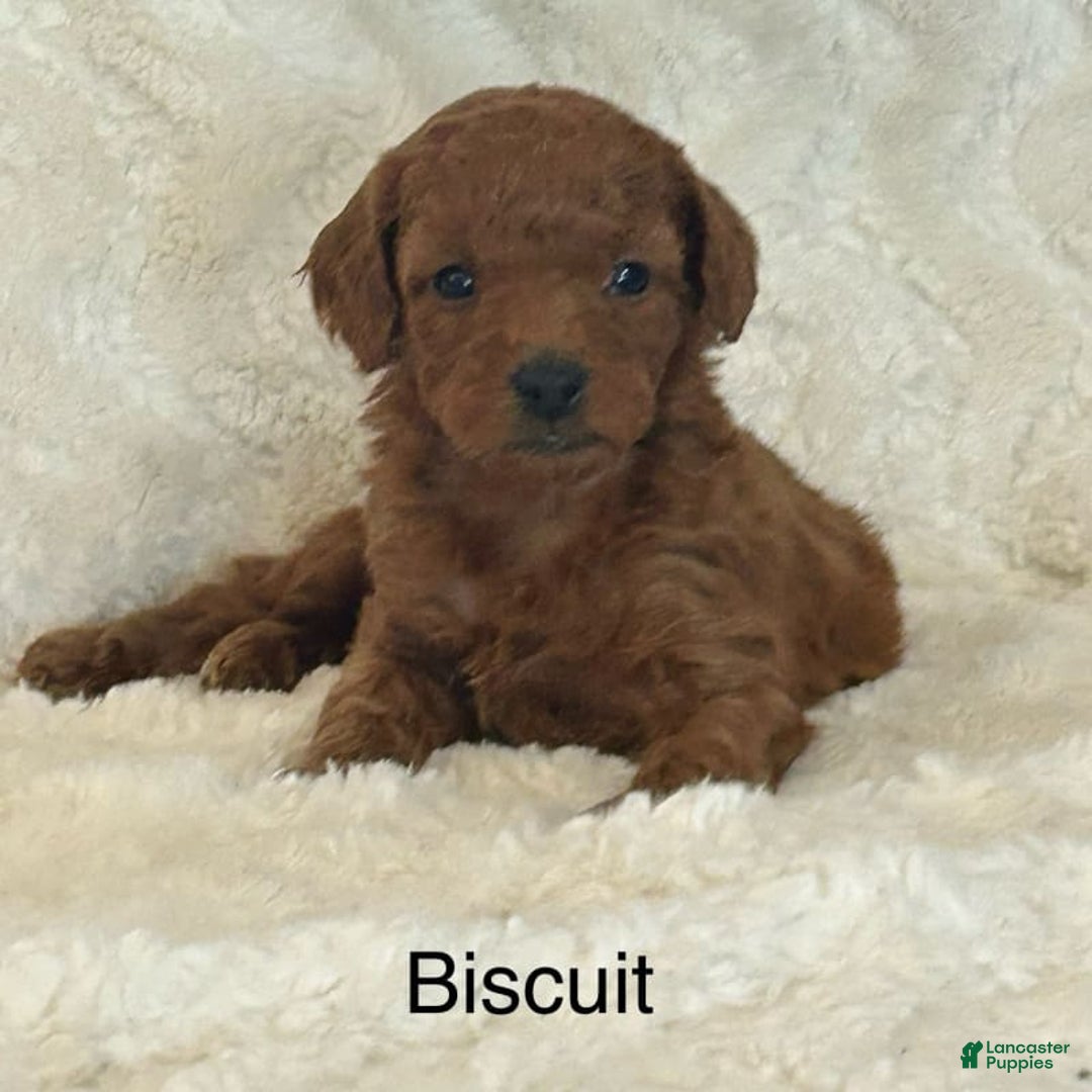 Mini Goldendoodle dogs for sale: Biscuit - Image 4