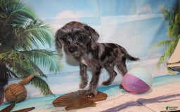 Schnoodle dogs for sale: Galaxy - Image 9