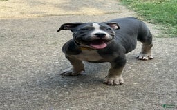 American Bully dogs for sale: Willow - Image 3