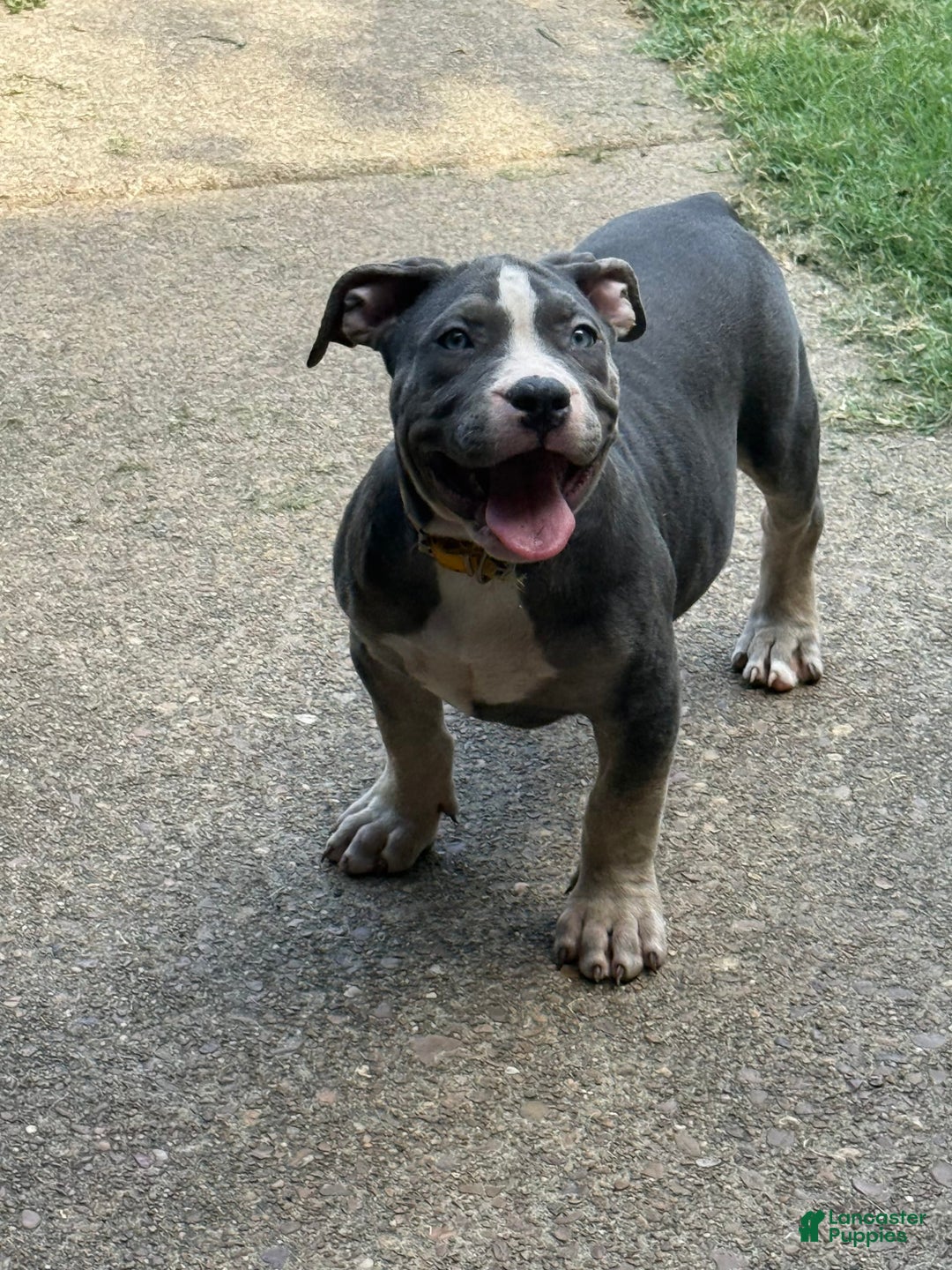 American Bully dogs for sale: Willow - Image 3