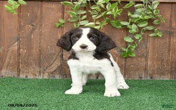 English Springer Spaniel dogs for sale: Oakley - Image 5