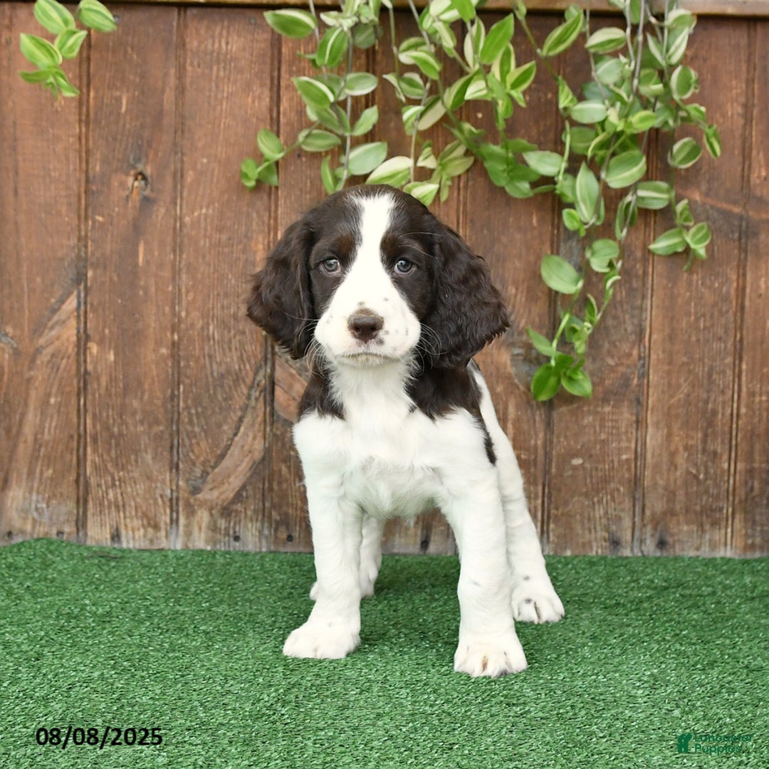 English Springer Spaniel dogs for sale: Oakley - Image 5