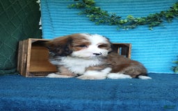 Havanese dogs for sale: Dallas - Image 6