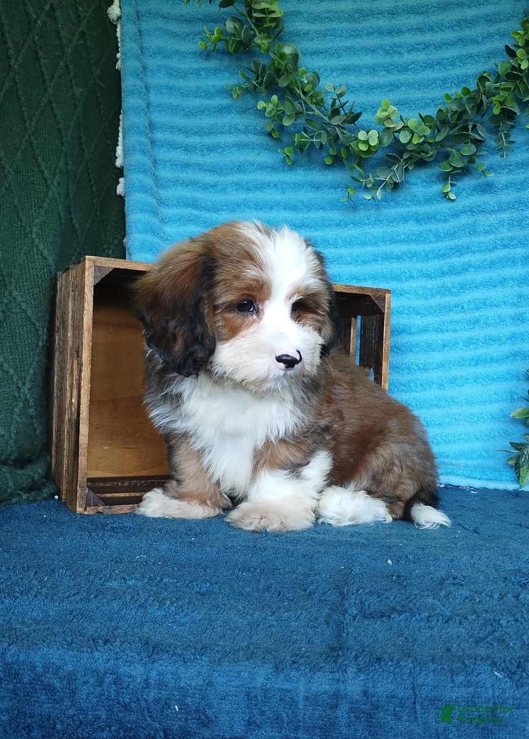 Havanese dogs for sale: Dallas - Image 6